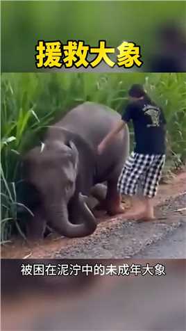 救援大象。