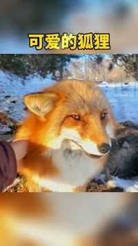 可爱的狐狸。