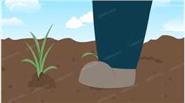 画 mg动画 动画制作 小麦 小麦种植 踏青 小麦种植管理技术