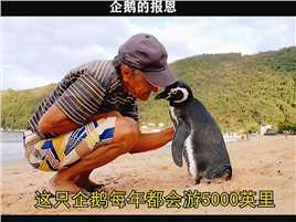 “企鹅_金晶每年游5000英里，只为去探望它的救命恩人…