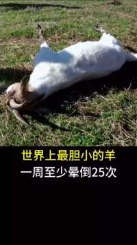 世界上最胆小的羊，一周至少晕倒25次