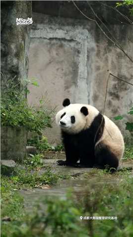 放哨的熊猫#熊猫#大熊猫一班库存.