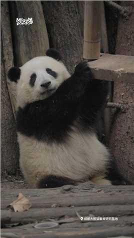 不论开心还是难过，你都可以和我分享，因为我会永远站在你这边！熊猫大熊猫熊猫团子喜迎元旦
