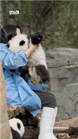 不许走～你已经被包围了！熊猫大熊猫国宝熊猫