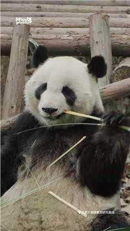 HeyBrother！熊猫大熊猫用硬曲召唤我的brother大熊猫美兰卡点吃竹子
