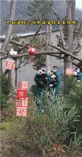 不知道的还以为四川谁家的接亲大队呢#只熊猫宝宝集体拜年#熊猫#大熊猫