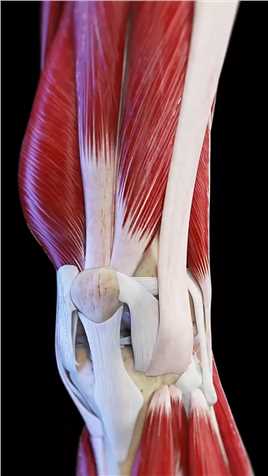 #膝盖 #膝关节疼痛 #膝关节