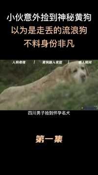 四川小伙意外捡到神秘黄狗，以为是走丢的流浪狗，不料身份非凡#四川#狗#爱心救助#身世之谜 (1)