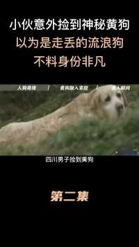四川小伙意外捡到神秘黄狗，以为是走丢的流浪狗，不料身份非凡#四川#狗#爱心救助#身世之谜 (2)