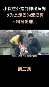 四川小伙意外捡到神秘黄狗，以为是走丢的流浪狗，不料身份非凡#四川#狗#爱心救助#身世之谜 (3)