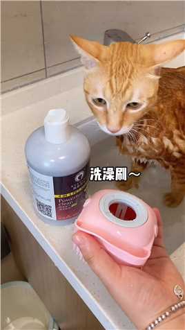 一年没洗澡，怎么这么乖了？？？？猫咪洗澡乖乖的猫洗澡大橘为重