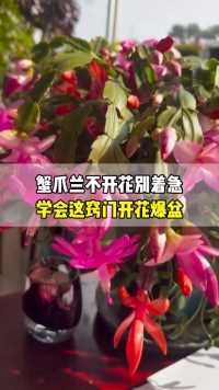 蟹爪兰只长叶子不开花，别着急学会这招，轻松开满枝头