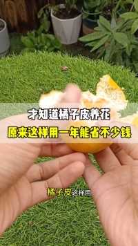 活了半辈子，才知道“橘子皮”养花，原来这样用一年能省不少钱