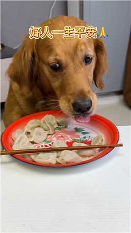  眼里有活的狗才能吃饱饭😢#宠物 #搞笑#狗狗成精了