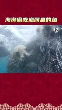 海狮偷吃渔网里的鱼