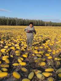 新疆阿勒泰南瓜籽大丰收了   