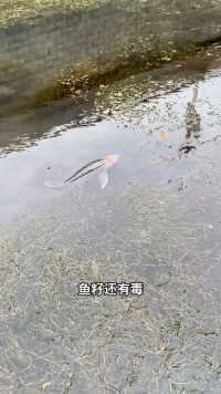 又在下水道发现鳄雀鳝了，大家不要随便放生观赏鱼啊
