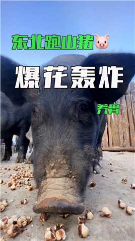 猪圈里的零食猪的幸福生活#新农村计划2022 #跑山猪 #大山里的原生态 #妈呀太香了.mp4



