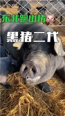 猪二代的幸福生活#新农村计划2022 #跑山猪 #大山里的原生态 #三农流量扶持计划 #优质农产品.mp4



