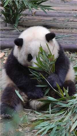 #大熊猫和花,爷爷,果赖在这里