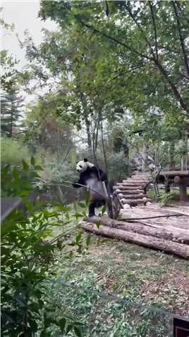 大家早上好，今天给大家看个二喜子嚯嚯小树的视频,#大熊猫二喜
