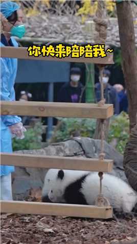 奶妈,遇到这么黏人的熊猫崽崽怎么办啊？#国宝