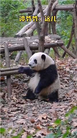 哈哈哈,花花和爷爷一问一答，太聪明了吧,#熊猫