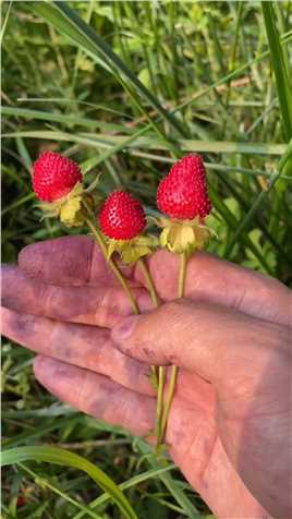今天采桑葚来晒制桑葚干，在经过一片草地的时候发现了蛇莓，像长这么大的果实的我还是第一次见。
