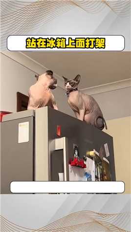 不知道是什么关系。两只动物站在冰箱上一顿输出