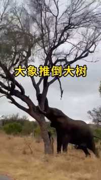 大象为什么喜欢把树推倒大象