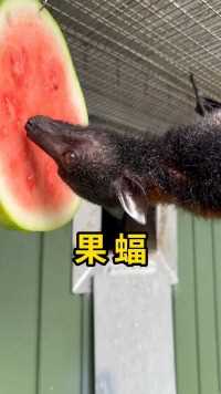 果蝠，一种喜欢吃水果的蝙蝠！