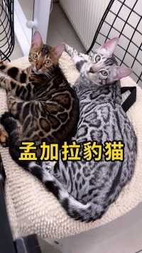 孟加拉豹猫，一种很独特的中大型猫！#孟加拉豹猫 #科普 #涨知识