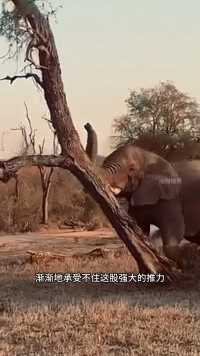 大象将一棵树连根拔起