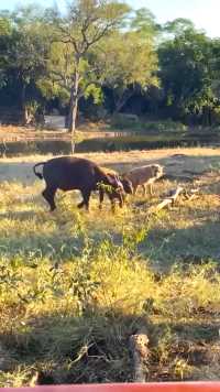 鬣狗试图捕猎被母亲保护的小牛