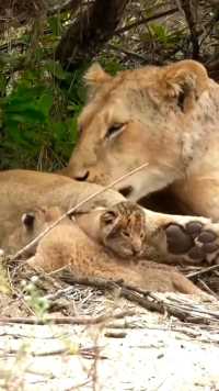 母狮生下两只小狮子，独自在外照顾它们