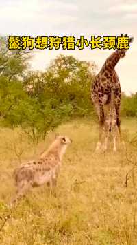 鬣狗想狩猎小长颈鹿，被母长颈鹿吓跑了