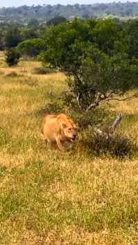 母狮偷袭花豹，花豹灵机一动爬到了树上