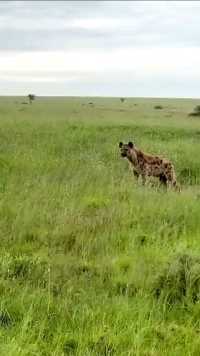 鬣狗明目张胆的抢食猎豹