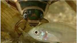 这种昆虫你见过吗，这就是水下的小霸王昆虫世界微观世界动物解说