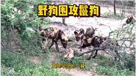 两只落单的鬣狗，遭到野狗围攻#野生动物零距离#动物世界#弱肉强食的动物世界