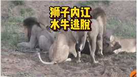 水牛遭遇狮子围攻，令人意外的狮子居然内讧了#野生动物零距离#狮子#水牛#动物世界的战斗#弱肉强食的动物世界