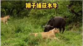 水牛在狮群围追堵截下成为了狮子的食物，母狮进食雄狮保驾护航，真是幸福的母狮#动物世界#野生动物零距离#弱肉强食的动物世界