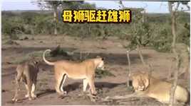 母狮驱赶进入自己领地的流浪雄狮#弱肉强食的动物世界#雄狮#动物世界的战斗#母狮