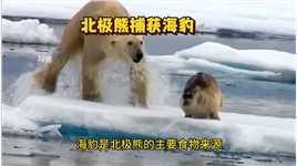 北极熊捕猎海豹#野生动物#弱肉强食的动物世界#动物世界