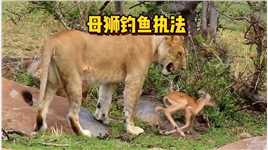 小羚羊就被母狮抓走了，他不断尝试逃脱，而母狮却利用他来吸引母羚羊#野生动物零距离#动物世界#弱肉强食的动物世界#狮子