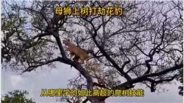 母狮上树打劫花豹，花豹在树上瑟瑟发抖#弱肉强食的动物世界#狮子#动物世界的战斗#花豹