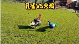 孔雀与火鸡打架，谁会赢#动物世界#动物世界的战斗