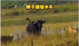 狮子捕猎水牛的精彩一幕#野生动物零距离#动物世界#弱肉强食的动物世界