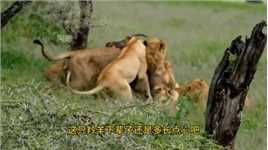 狮子捕猎羚羊的精彩一幕，羚羊用尽全力防反抗，面对一群狮子还是毫无反抗之力#弱肉强食的动物世界#野生动物零距离#动物世界的战斗#狮子#动物世界