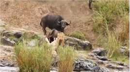 狮群埋伏偷袭水牛反遭水牛痛扁#动物世界的战斗#水牛#狮子#弱肉强食的动物世界#野生动物零距离